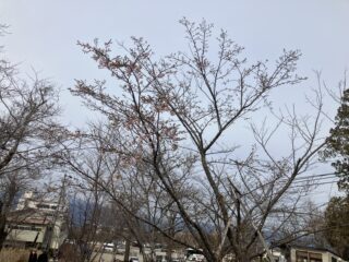 蕾